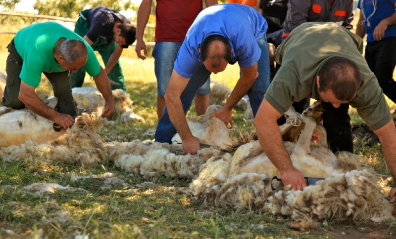 Sheep Shearing Experience Sardinia